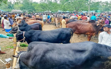 Rising Demand Boosts Cattle Market Activity in Lalmonirhat