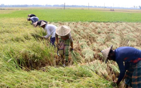 Bumper Harvest, Strong Market Prices Cheer Rajshahi Boro Growers