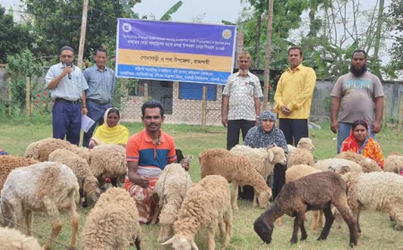 Lamb Rearing Strengthens Rural Economy in Rajshahi