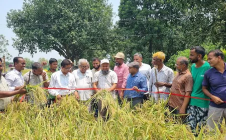 Balanced Fertiliser Drives 10% Increase in Paddy Production