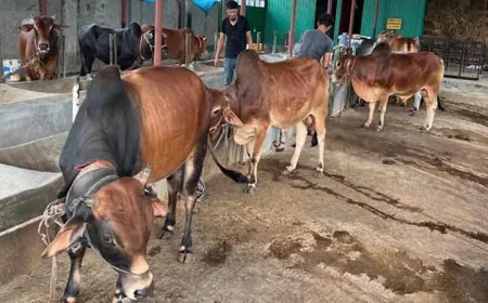 Rangpur Division Prepares Record 19.80 Lakh Sacrificial Animals