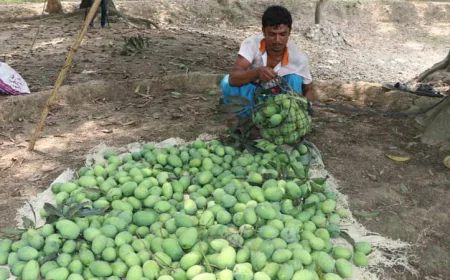 Mangoes Begin Arriving in Rajshahi Markets
