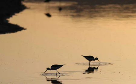 Lesbos Island: A Springtime Haven for Birdwatchers