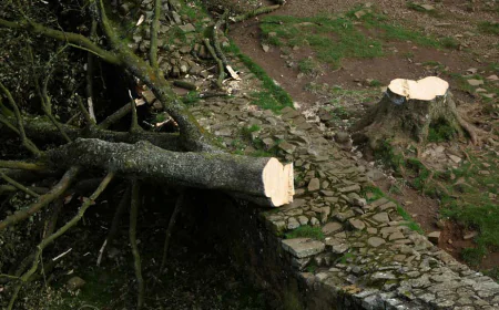 Two Men Convicted for Cutting Down Iconic British Sycamore Gap Tree