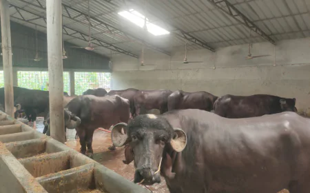 46,000 cattle ready for sacrifice in Durgapur