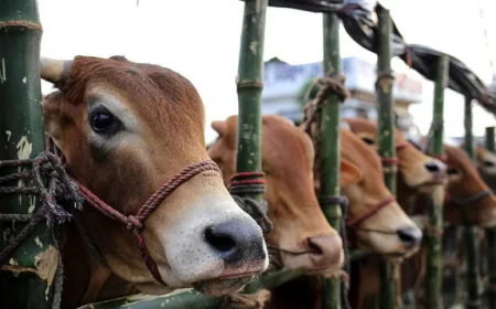 Eid Demand Met with 20.68 Lakh Surplus Livestock in Country