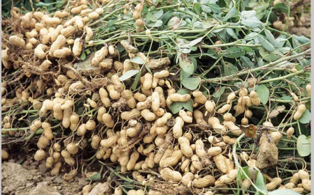 Groundnut Cultivation Concludes in Manikganj, Bumper Harvest Anticipated