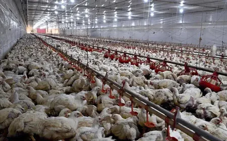 China and EU Suspend Brazil Chicken Imports Amid Bird Flu Concerns