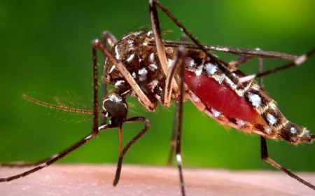 One More Succumbs to Dengue, 79 Hospitalised Within 24 Hours