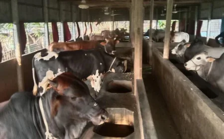 Over 236,000 Animals Prepared for Sacrifice in Tangail