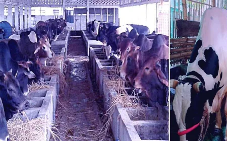 Rangpur Division Reports Surplus of 5.68 Lakh Sacrificial Animals