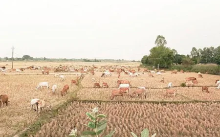 Rajshahi’s Mobile Cattle Farming Helps Ensure Protein Security