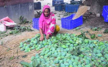 Mango Festival Boosts Rajshahi’s Local Markets