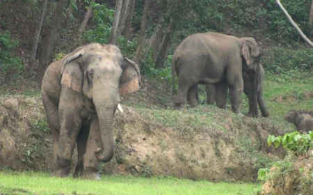 Two Killed in Wild Elephant Attacks in Sherpur