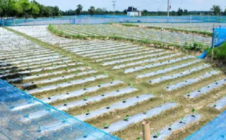 Mulching Boosts Vegetable Yields in Rajshahi
