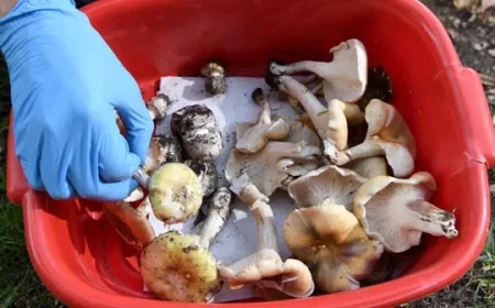 Court Hears Guests Died from Organ Failure After Toxic Mushroom Meal