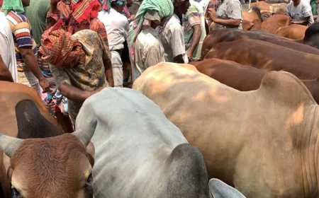 Rajshahi Sees Record Supply of Sacrificial Animals Ahead of Eid