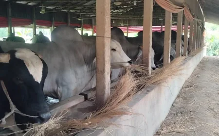 8,000 more cattle surplus in Bhuapur this Eid