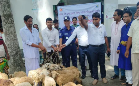 Govt Provides Sheep, Goats to Manikganj Char Communities