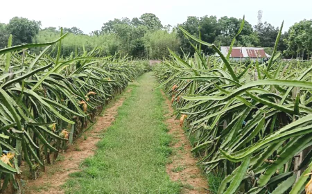 People successful in commercial dragon farming in Kaliganj