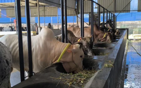 15,000 cattle ready for Eid-ul-Azha in Rupganj