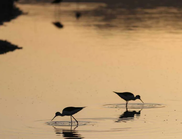 Lesbos Island: A Springtime Haven for Birdwatchers