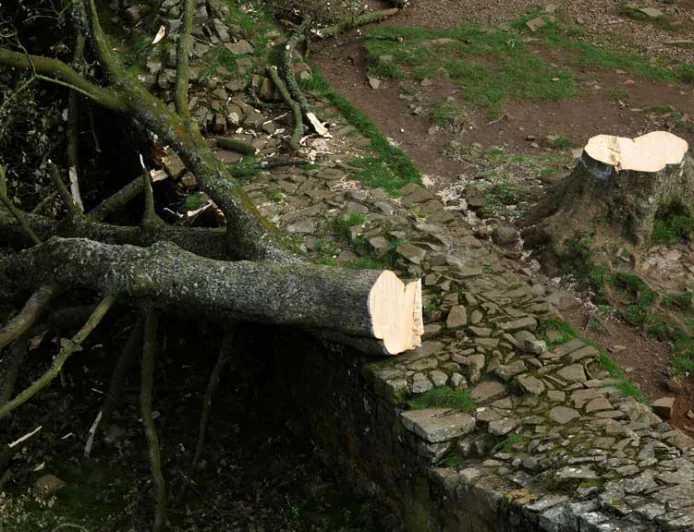 Two Men Convicted for Cutting Down Iconic British Sycamore Gap Tree