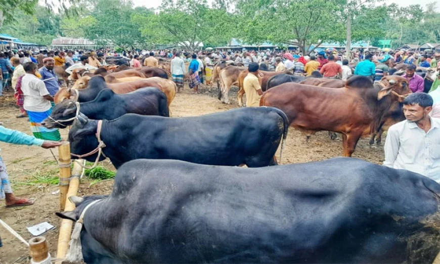 Rising Demand Boosts Cattle Market Activity in Lalmonirhat