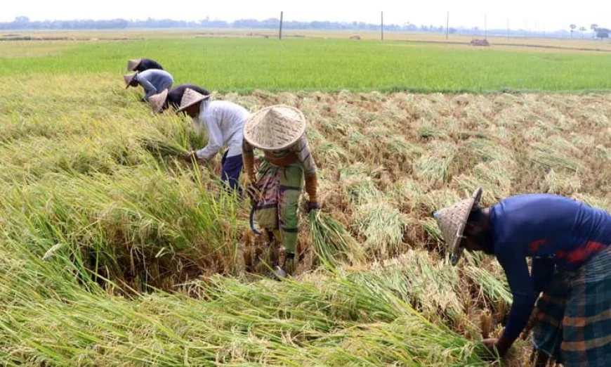 Bumper Harvest, Strong Market Prices Cheer Rajshahi Boro Growers