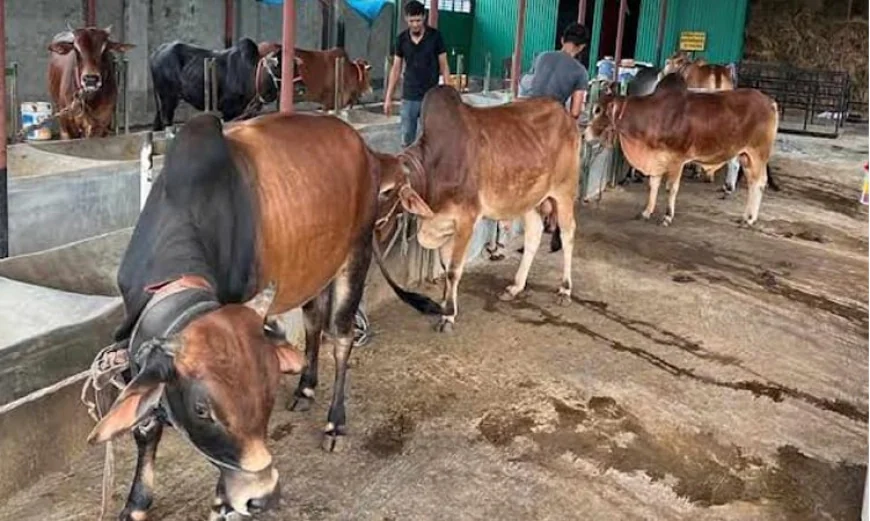 Rangpur Division Prepares Record 19.80 Lakh Sacrificial Animals