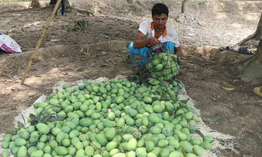 Mangoes Begin Arriving in Rajshahi Markets