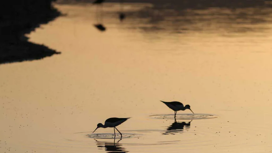 Lesbos Island: A Springtime Haven for Birdwatchers
