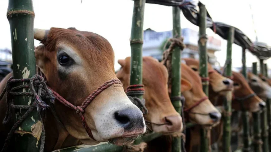 Eid Demand Met with 20.68 Lakh Surplus Livestock in Country