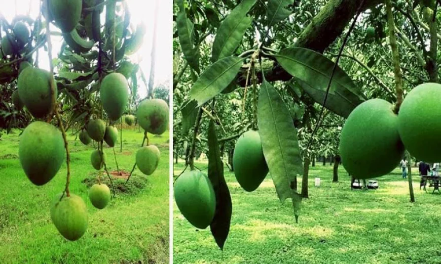 'Haribhanga' Mango Set to Arrive in Markets This June