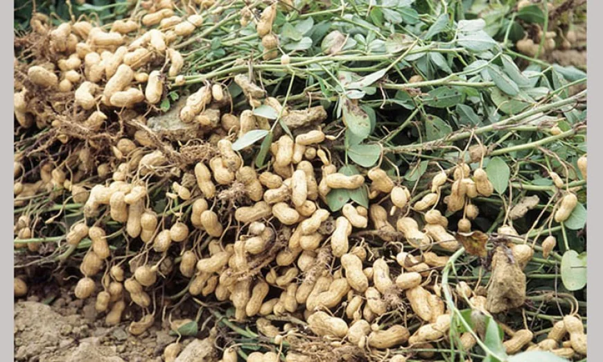 Groundnut Cultivation Concludes in Manikganj, Bumper Harvest Anticipated