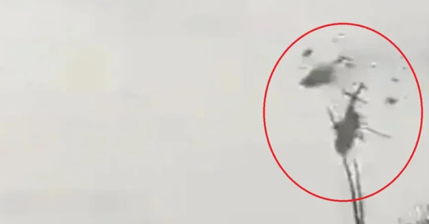 Five Killed in Helicopter Collision in Finland, Police Confirm