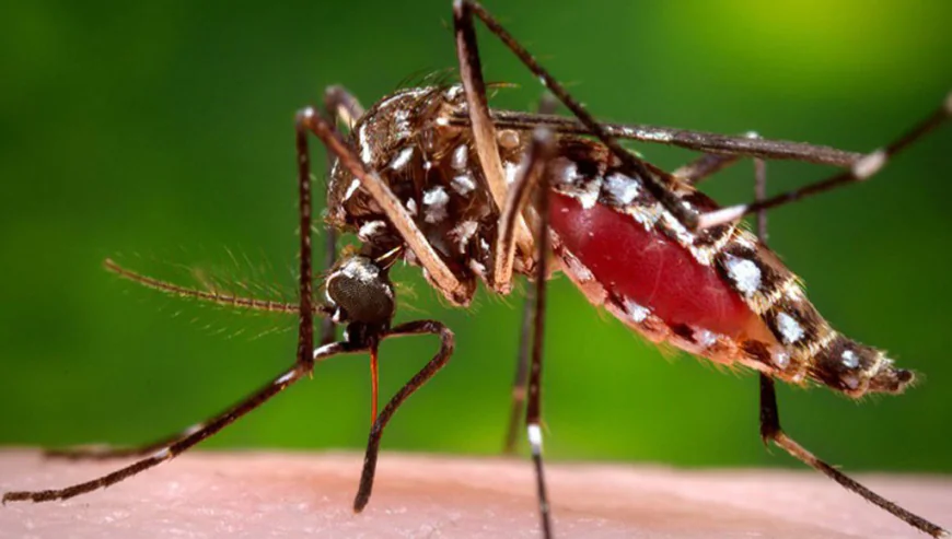 One More Succumbs to Dengue, 79 Hospitalised Within 24 Hours