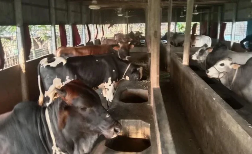 Over 236,000 Animals Prepared for Sacrifice in Tangail