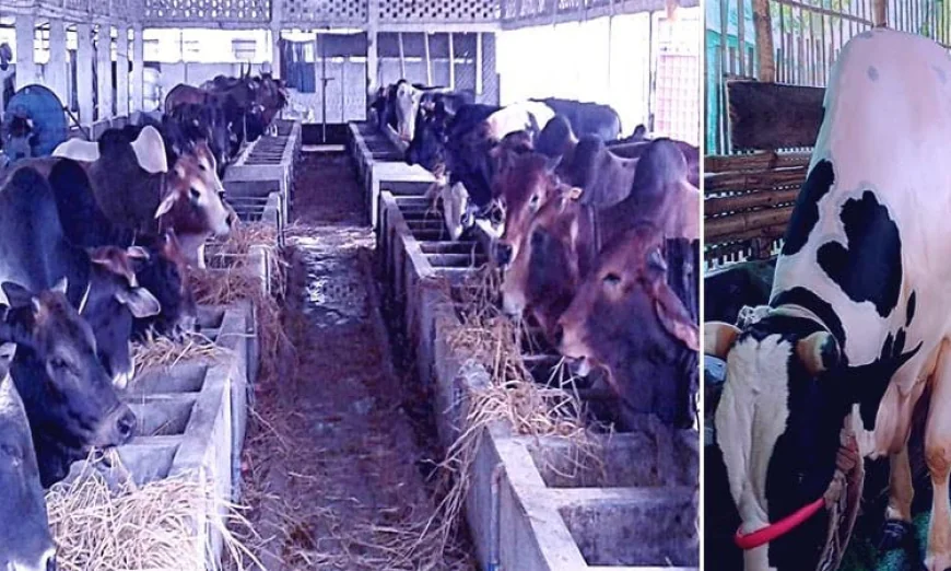 Rangpur Division Reports Surplus of 5.68 Lakh Sacrificial Animals