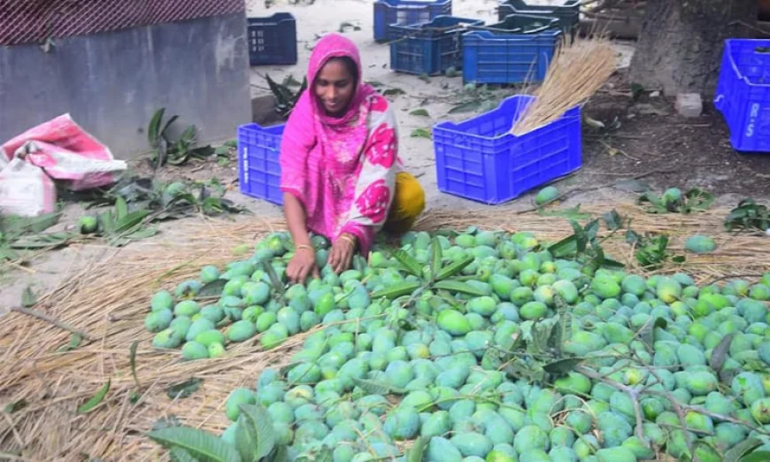Mango Festival Boosts Rajshahi’s Local Markets