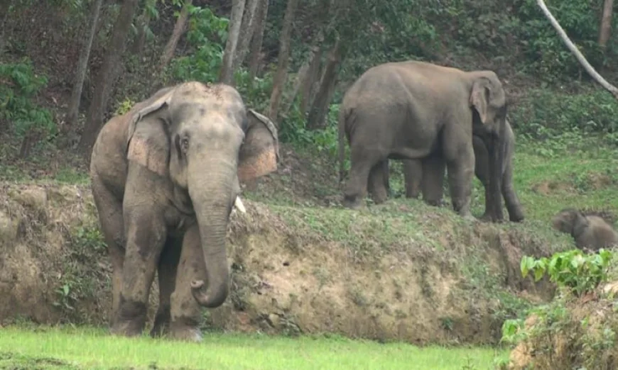 Two Killed in Wild Elephant Attacks in Sherpur