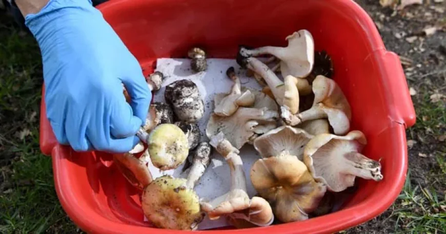 Court Hears Guests Died from Organ Failure After Toxic Mushroom Meal