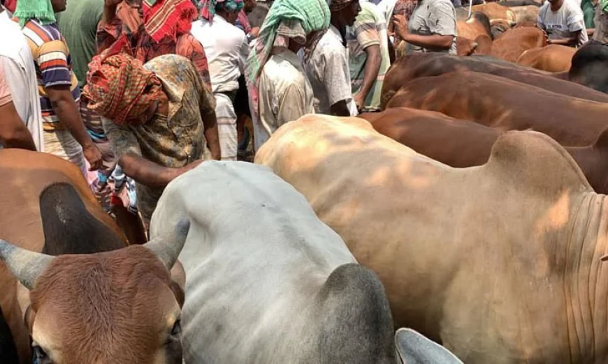 Rajshahi Sees Record Supply of Sacrificial Animals Ahead of Eid