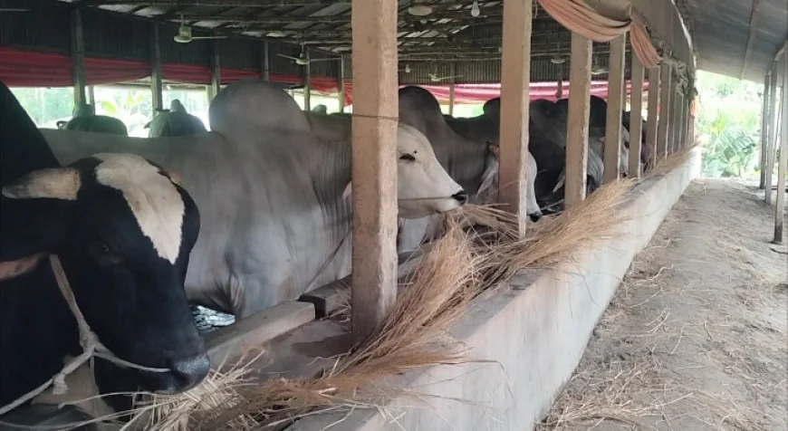 8,000 more cattle surplus in Bhuapur this Eid