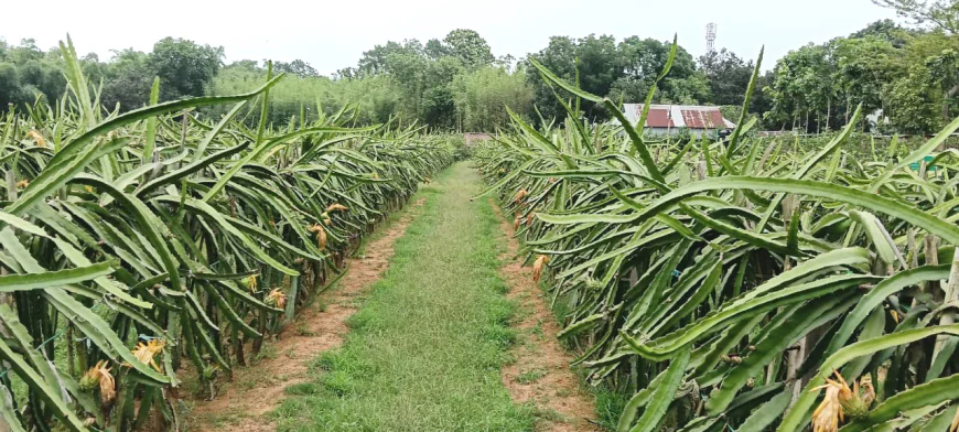 People successful in commercial dragon farming in Kaliganj