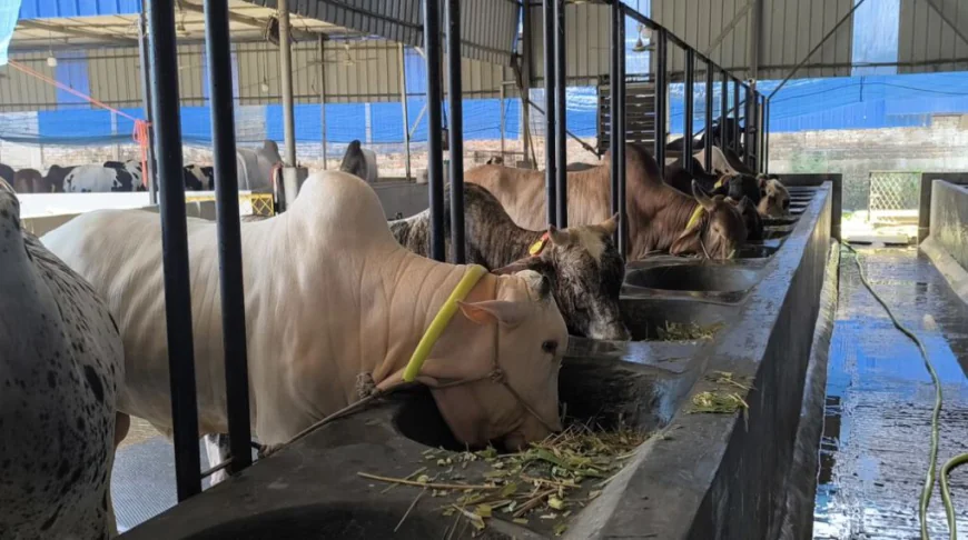 15,000 cattle ready for Eid-ul-Azha in Rupganj
