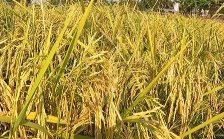 Combine Harvester Use Gains Momentum in Manikganj