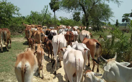 Online Cattle Market Gains Momentum in Rajshahi Ahead of Eid-ul-Azha