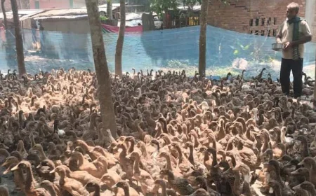 Duck Farming Brings Prosperity to Khulna Residents