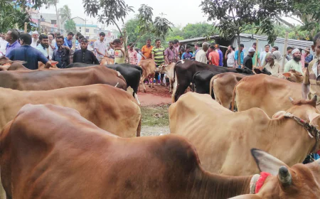 Sacrificial cattle market gains momentum in Kalai
